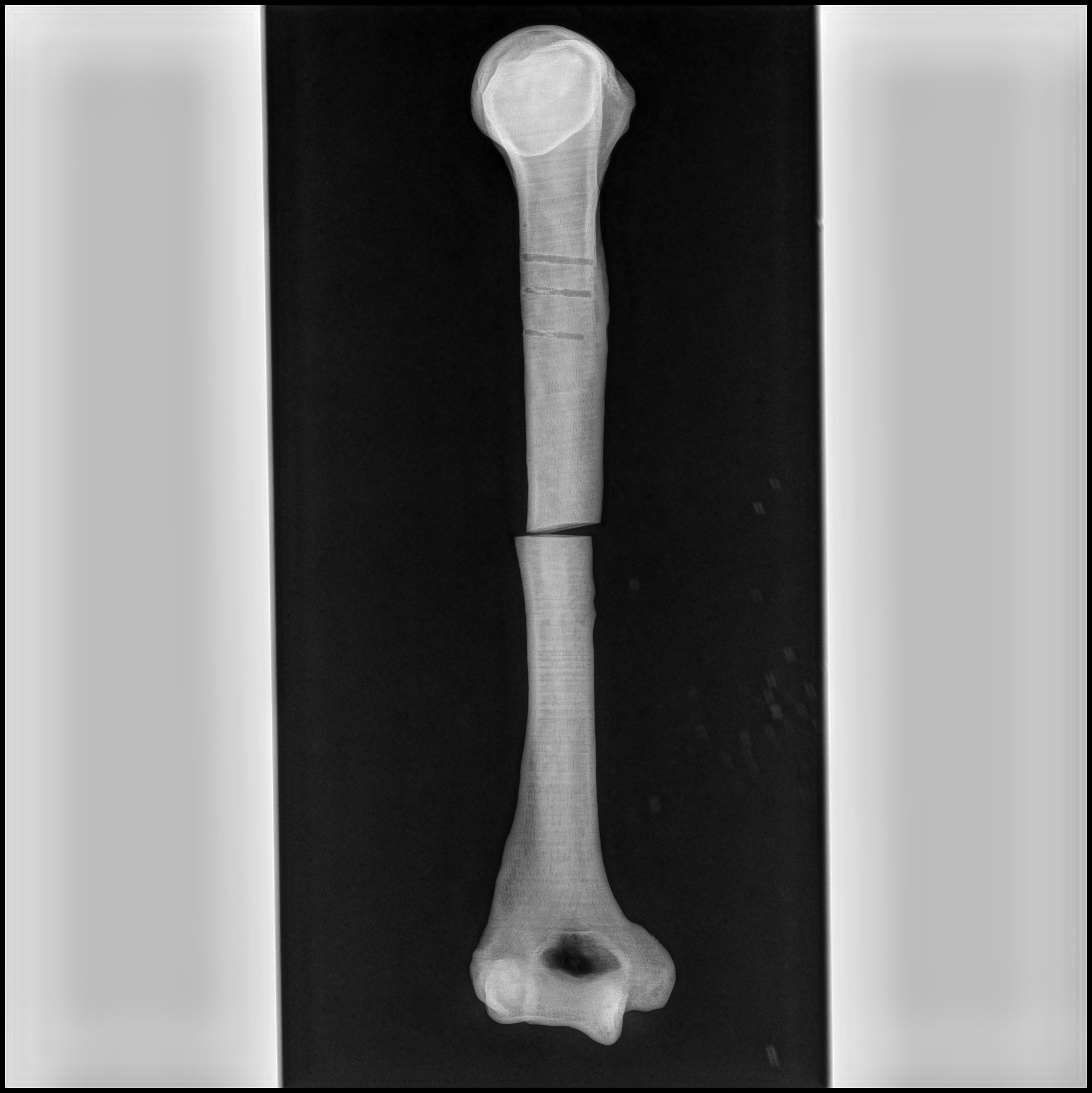 3DXTECH SIMUBONE filament antique white 1,75 mm 750 g kostní vzhled
